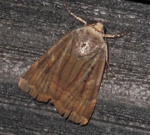 Noctua sp.