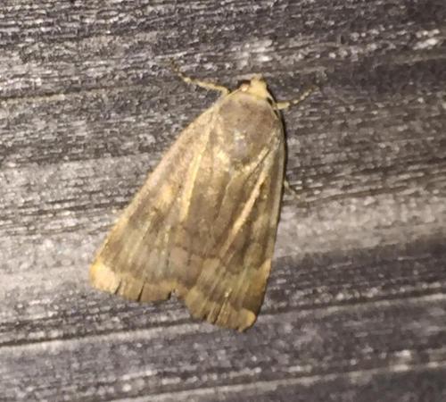 Noctua sp.