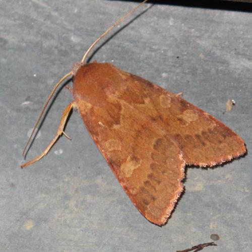 Agrochola helvola