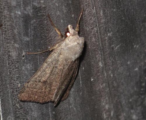 Xestia castanea