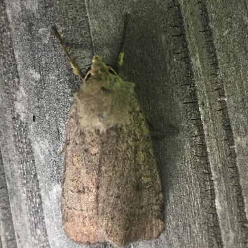 Xestia castanea