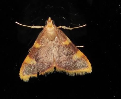 Hypsopygia costalis
