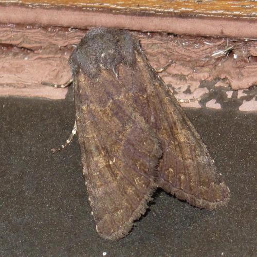 Réf. 193 013 : Aporophyla lueneburgensis
