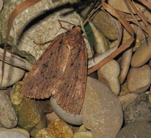 Réf. 193 273 : Amphipyra sp.