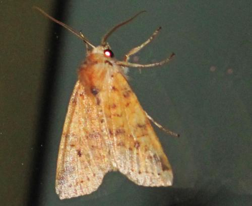 Réf. 193 779 : Xanthia icteritia