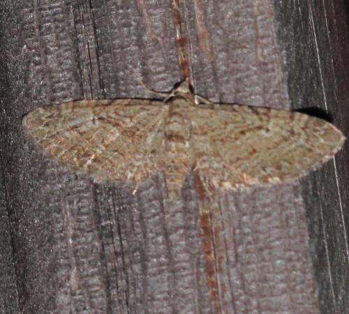Réf. 193 080 : Eupithecia pusillata