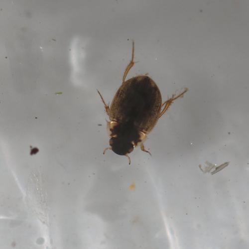 Réf. 193 162 : Laccobius minutus
