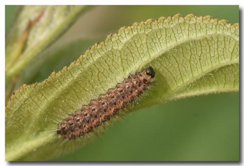 Phragmatobia fuliginosa