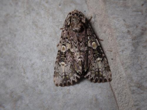 Craniophora ligustri