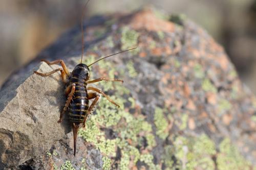 Hemideina maori