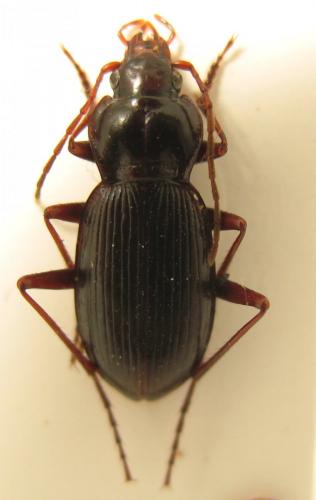Réf. 193 918 : Nebria macrodera