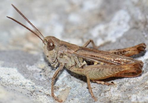 Réf. 193 539 : Omocestus haemorrhoidalis haemorrhoidalis