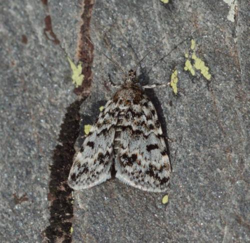 Orenaia alpestralis