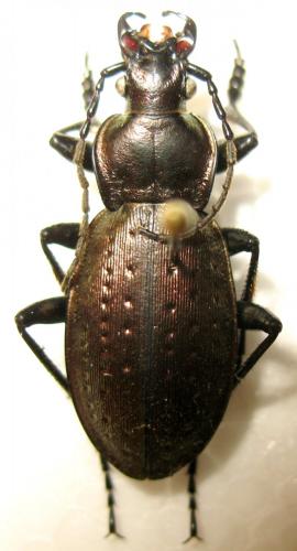Réf. 193 897 : Carabus pedemontanus