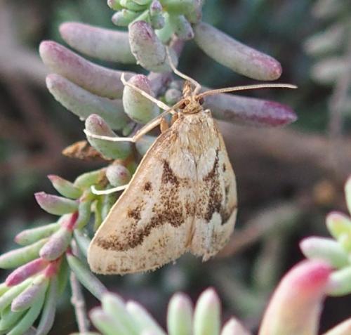 Réf. 193 494 : Palepicorsia ustrinalis