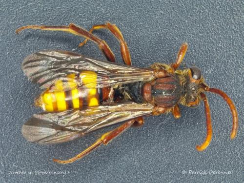 Réf. 193 832 : Macroscope sp.
