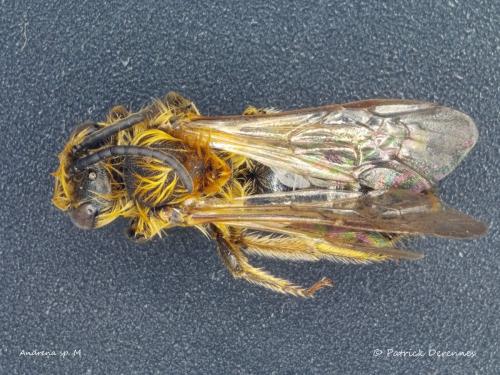 Réf. 193 834 : Macroscope sp.