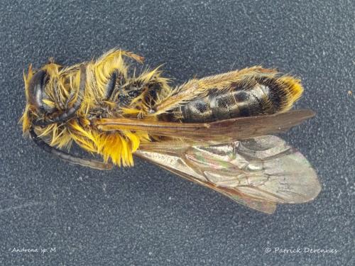 Réf. 193 833 : Macroscope sp.
