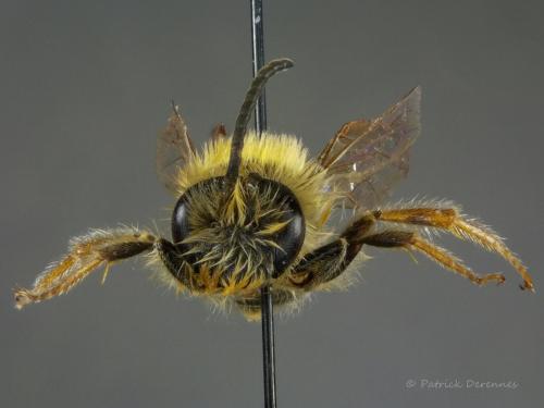 Réf. 193 901 : Macroscope sp.