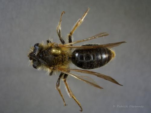 Réf. 193 900 : Macroscope sp.
