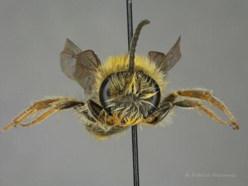 Réf. 193 929 : Macroscope sp.