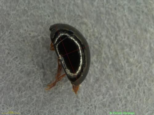 Réf. 193 983 : Macroscope sp.
