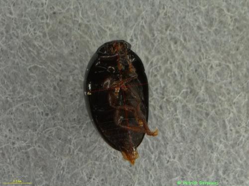 Réf. 193 984 : Macroscope sp.