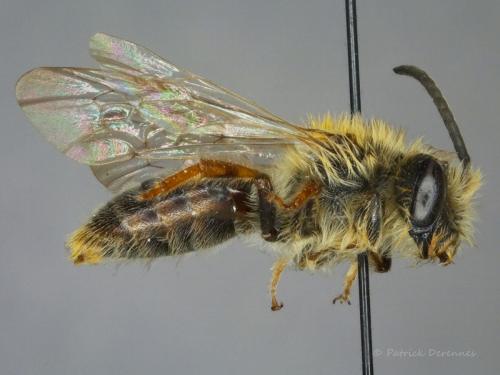 Réf. 193 928 : Macroscope sp.