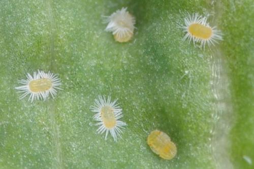 Trioza proxima