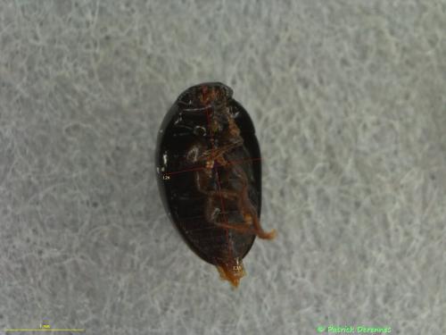 Réf. 193 988 : Macroscope sp.