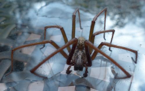 Eratigena atrica