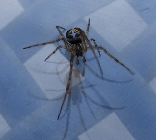Metellina sp.