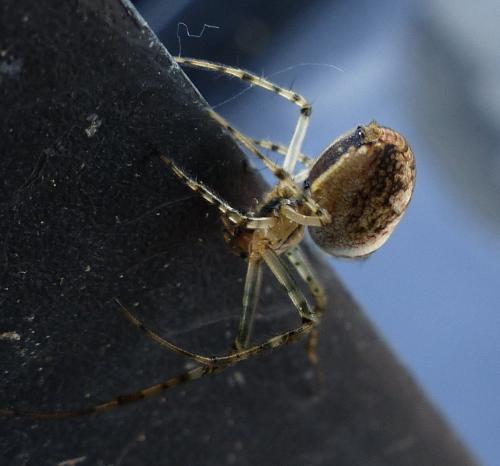 Metellina sp.