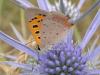 193729 – Photo : Petit Vincent – Croatie