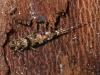 193308 – Photo : Arthropa - Benoit Martha – France (21)