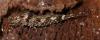 193309 – Photo : Arthropa - Benoit Martha – France (21)