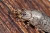 193314 – Photo : Arthropa - Benoit Martha – France (21)