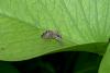 193444 – Photo : D. Martinez – Philippines