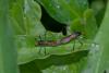 193559 – Photo : D. Martinez – Philippines