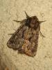 193364 – Photo : The Ghost Nightjar – France (56)