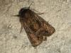 193365 – Photo : The Ghost Nightjar – France (56)