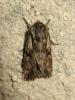 193258 – Photo : The Ghost Nightjar – France (56)