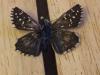 193840 – Photo : Limenitis78 – France (04)