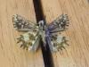 193841 – Photo : Limenitis78 – France (04)