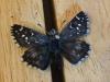 193843 – Photo : Limenitis78 – France (05)