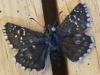 193846 – Photo : Limenitis78 – France (05)