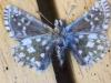 193848 – Photo : Limenitis78 – France (05)