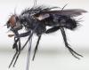 Eurychaeta palpalis