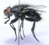 Eurychaeta palpalis