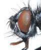Eurychaeta palpalis